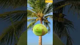 Slomotion Video Falling Coconut #shorts #fruitsurprise