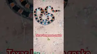 Texas longnose snake🐍 #beautiful #wildanimals #snake #shortvideo