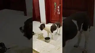 When u go out without telling ur dog😂#funnydogs #shorts