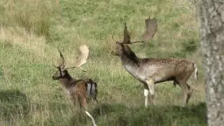 Two big Fallow Bucks