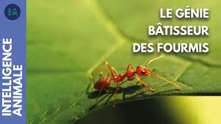 L'incroyable m&eacute;gastructure des fourmis | IA