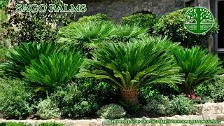 Backyard MicroFarm Ideas