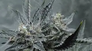 Mephisto Genetics High School Yummies Tester(Iced 'N' Baked X School Yard Crush)just before harvest