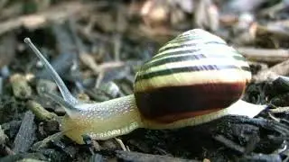 molluscan mantle & foot