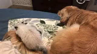 Playing With Sapphire&rsquo;s Tail