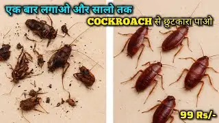 Cockroach भगाने का आसान तरीका 🪳 | 100% Effective 😳| How to Kill Cockroaches in 5 Min 😱🔥 