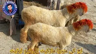 17 January 2026 | Dera Ghazi Khan Mundra market ki new update | goat and sheep market in Pakistan