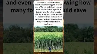 🌿 The Plant That Can Save Forests
