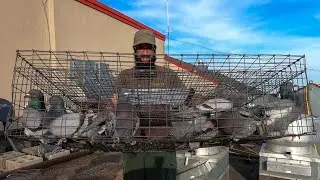 Trapping Nuisance Pigeons! (Pest Control)