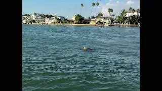 Wavy Love - Dolphins Getting Their Groove On!