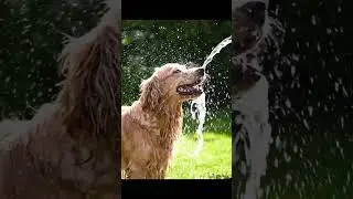 Dog vs. Water Hose: This Was a Hilarious Fail