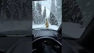 Man Saves Polar Bear Cub ❄️🐻 Emotional Reunion in Snowy Forest #Rescue #Wildlife #PolarBear