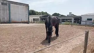 Центр конного спорта. Парамуш. Кошта Верде. #portugal #travel #nature #horse training #attractions