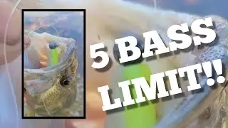Fishing Frenzy! 5 bass limit PASSED #FISHING #fish #feel