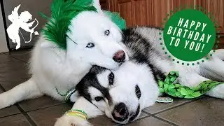 Husky Cuddles With Malamute | Wishes Him A Happy Birthday