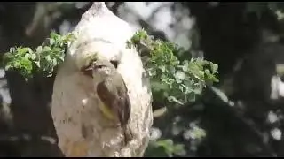 Birds Nesting with hidden door