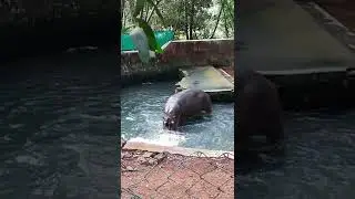 #hippopotamus #hippo #shorts #mangalore #pilikula #zoo #travel #trip