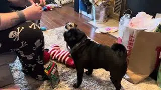 Iggy and Momo opening their stockings on Christmas!🎄🎁🐕🐕&zwj;🦺🐾💕