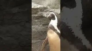Busy little Penguin ❤️ #animals #wmsp #safaripark #penguin #nest #nestbuilding #love #simplethings