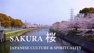 Japan Cherry Blossom 