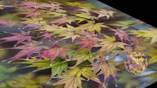 Robert Haigh - Clear Water (Maple Leaves)  #RobertHaigh #ClearWater #Maple #Animation