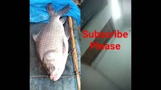 katla machhali #fish #fishing #carpfishing #katla #machli #netfishing #katlafish #mountains