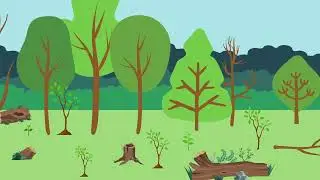 Understanding Forests, Carbon & Climate