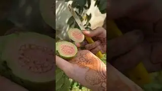 Fresh Guava 🍈from Indian Field🇮🇳#shorts #short #trending #fruit #india #fields