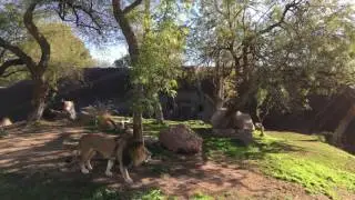 African Lion Kitambi's Full Territorial Call