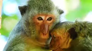 Oh Congrats! Jinx Monkey Today Can Drink Milk From Jade So Safely.