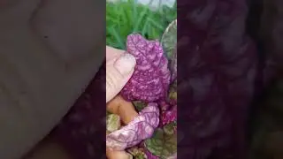 Purple Waffle plant is cool! #shorts #plants