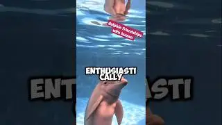 dolphin friendships with human|Dolphin remembering old friend|loyal dolphin  #shorts #dolphin