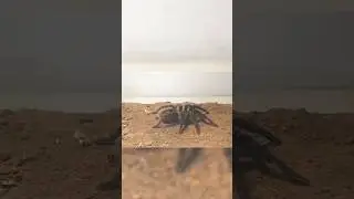 Scorpion vs Tarantula! Poison vs Fangs &ndash; Who Survives? 🦂🕷️