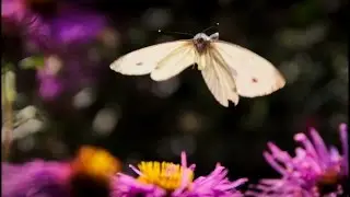 Macro (with raw video)