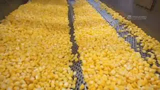 Sweet Corn Kernel Processing Line For Threshing Washing Blanching Cooling Air-drying  Machine