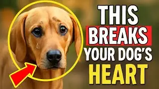 7 Things That Break Your Dog&rsquo;s Heart (Are You Doing #4?)