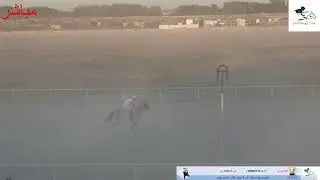 بث مباشر الحفل 7موسم سباقات 2025~2026 حفل رجل الاعمال حماد المطيري