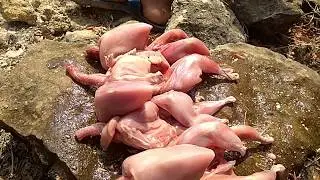 Find Quail in forest trap -Grilled Birds eating delicious-Primitive Technology