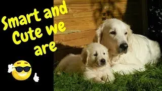 Golden Retrievers are Smart dogs compilation~Funny dog video~animals being animals series