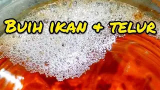 Kenali buih dan telur ikan laga. Betta fish.