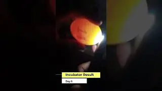 Day 6 Incubator Result By SRM Incubator YouTube Shorts