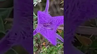 Fringe Lillies and tea tree flowers in the scrub