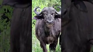 ajab gajab buffalo amba amba cartoon buffalo #animals #cowcartoon #baffalo #africanimals #nandibull