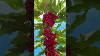 Yat ma ki lwongo ni Rock Sugar Crispy Jujube Tree Saplings #Extra Large Rock Sugar Crispy Jujube