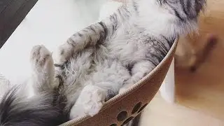 Cat Hammock Bed Mount Window Pod Lounger with Suction Cups 9/29/2020 21:51