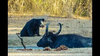 Friendly chat 🐻 | Nimal Safari | Yala National Park| Sri Lanka Safari Experience