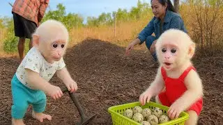 Baby Molly Help Mom Harvest Quail Eggs and Help Uncle Garden