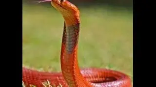 Chinese Astrology: Fire Snake