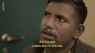 Apis dorsata &ndash; Abeilles sauvages et humains | Documentaire