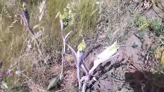 Campidano